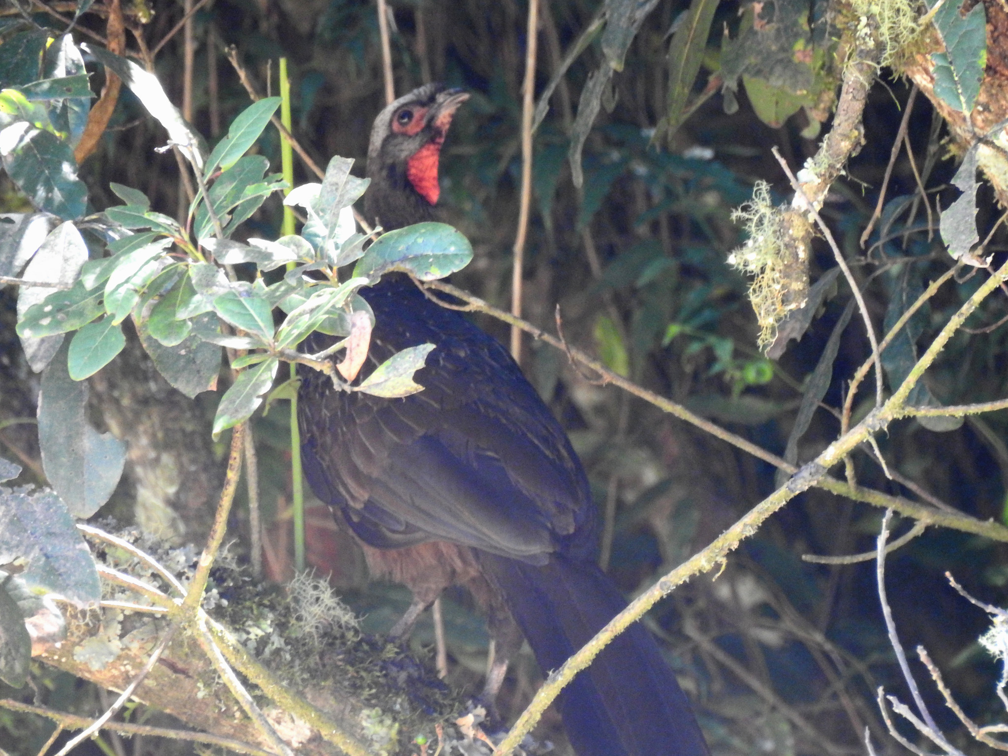 Red-faced Guan (Penelope dabbenei), photo 7