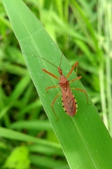 Rocconota annulicornis