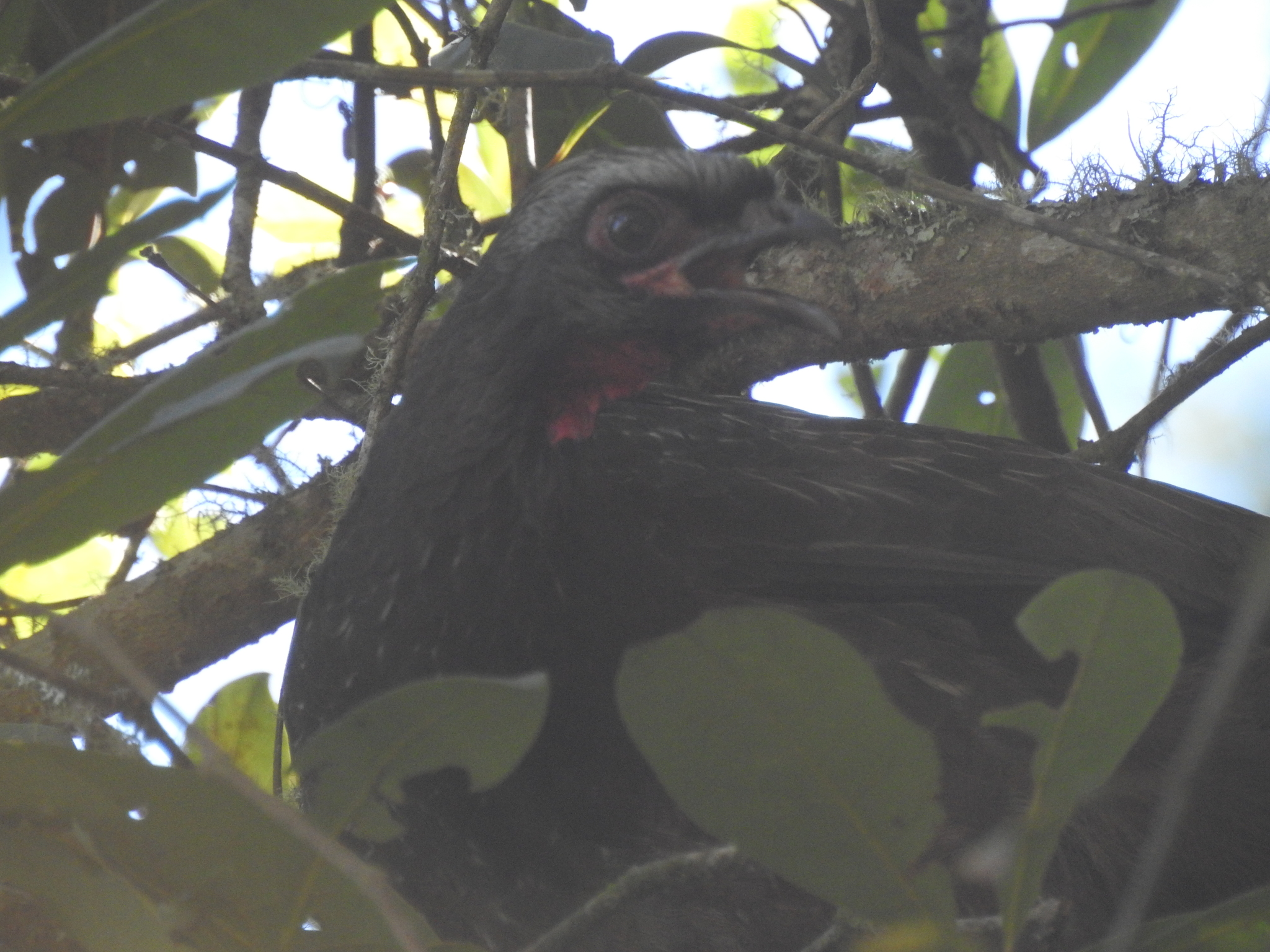 Red-faced Guan (Penelope dabbenei), photo 8