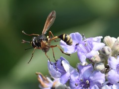 Physocephala rufipes