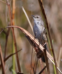 Bradypterus baboecala