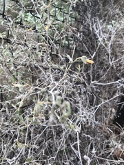 Mentzelia oligosperma