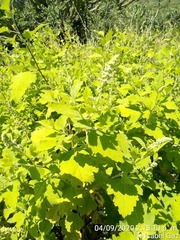 Ambrosia cordifolia
