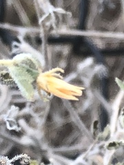 Mentzelia oligosperma