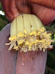 Oxytrigona