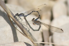 Argia immunda