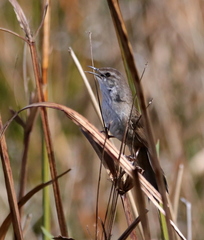 Bradypterus baboecala