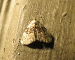Dyspyralis illocata