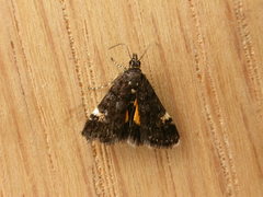 Heliothela ophideresana
