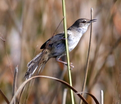 Bradypterus baboecala