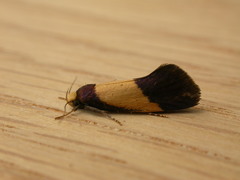 Oecophorinae