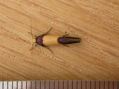 Oecophorinae