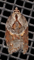 Acleris inana
