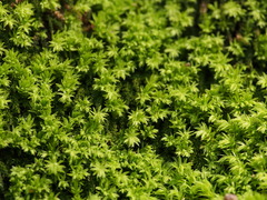 Trachycystis microphylla