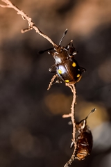 Eumorphus tetraspilotus