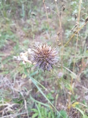 Echinops latifolius