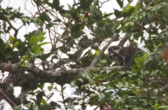 Cercopithecus cephus