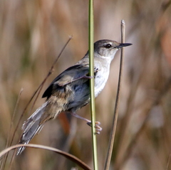 Bradypterus baboecala