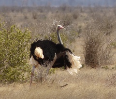 Struthio molybdophanes