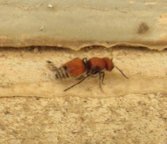 Pseudomethoca propinqua