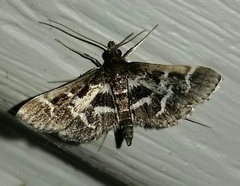 Diasemiodes janassialis