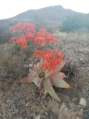 Aloe striata