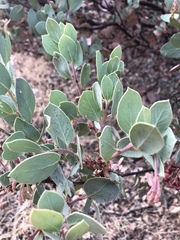 Arctostaphylos viscida mariposa