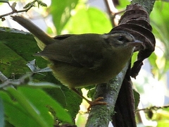 Basileuterus tristriatus