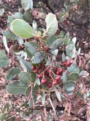 Arctostaphylos viscida mariposa