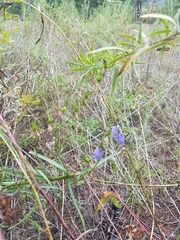 Adenophora stenanthina