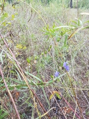 Adenophora stenanthina