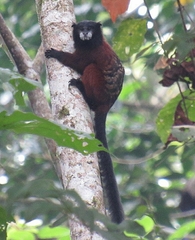 Saguinus fuscicollis