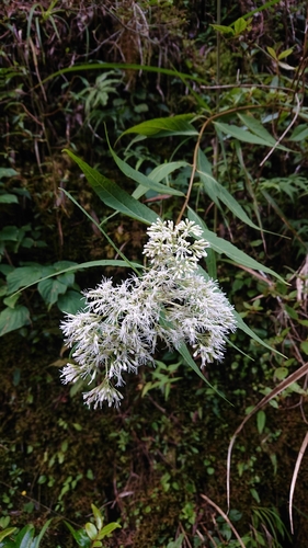 Eupatorium chinense, photograph 3