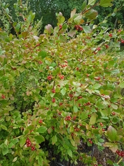 Ribes diacanthum