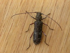 Phacodes