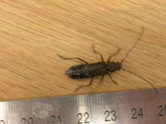 Phacodes