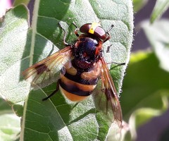 Volucella elegans