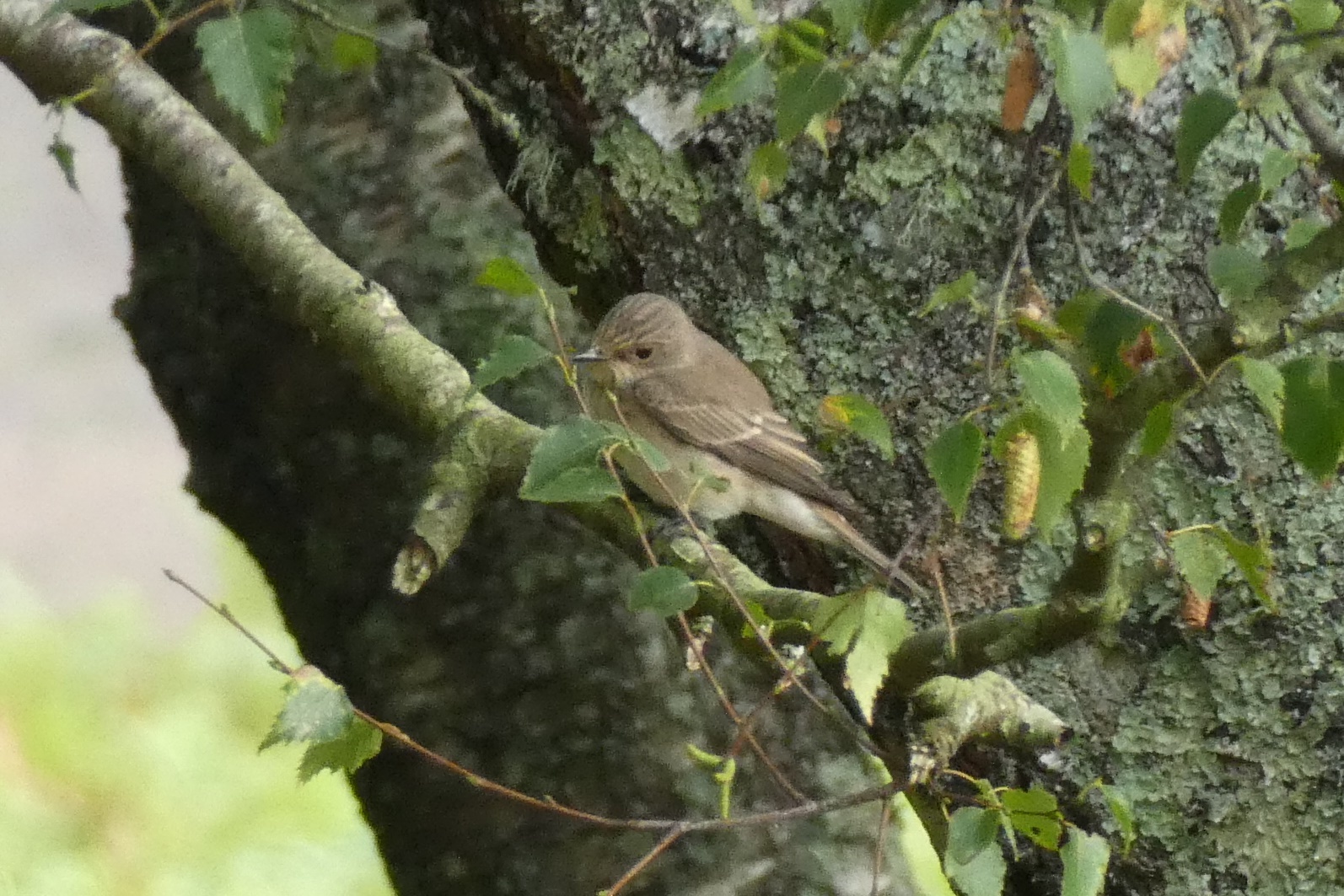 Spotted Flycatcher