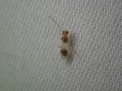 Chrysopophthorus hungaricus