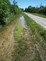 Gratiola quartermaniae