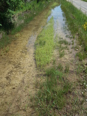 Gratiola quartermaniae