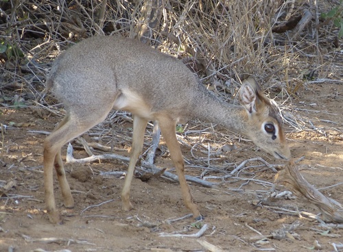 Hinde's Dik-dik