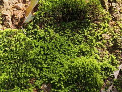 Trachycystis microphylla