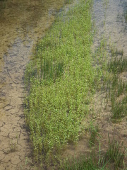 Gratiola quartermaniae