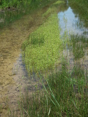 Gratiola quartermaniae