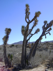 Yucca valida