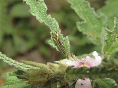 Agrilus aureus