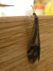 Glenoleon pulchellus