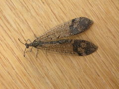 Glenoleon pulchellus