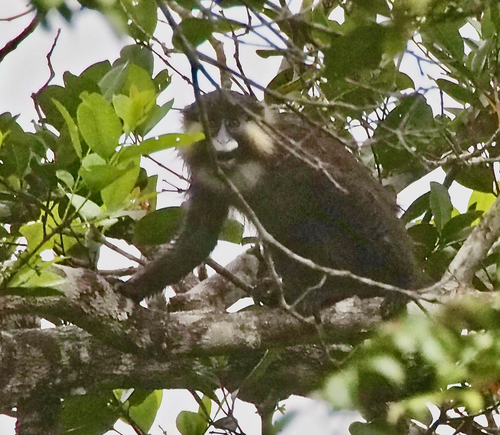 Grey-tailed Moustached Monkey
